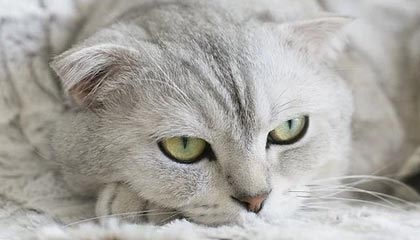 AG体育-博班打赢解职官司 米兰被判赔偿其537万解约金